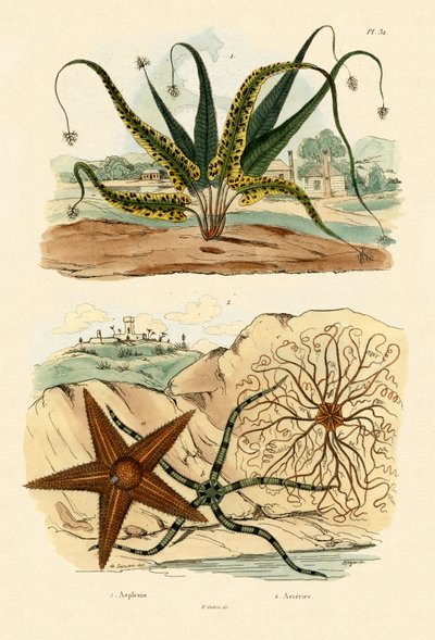 Sweet Fern, 1833-39 by French School